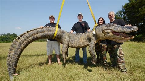 Gator Tales: Top alligator hunters share their tips