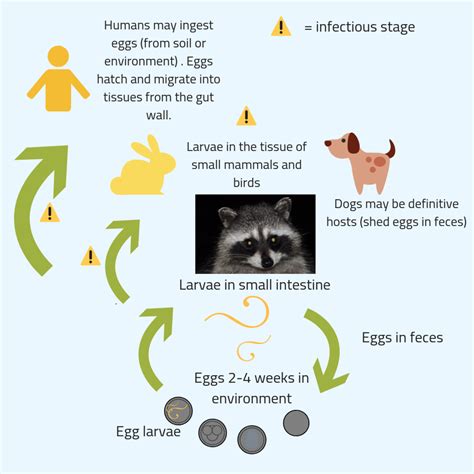 Raccoon Roundworm Infection ("Baylisascaris procyonis") in Humans ...