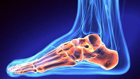 Bones of the Foot - Facty Health