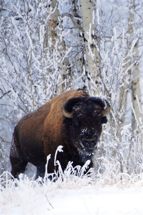 Giant Herds Of Bison Could Roam Banff National Park | Banff national park, Parks canada, Alberta ...