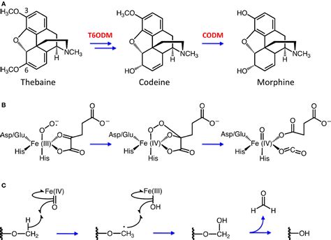 Frontiers | Biochemistry and Occurrence of O-Demethylation in Plant ...