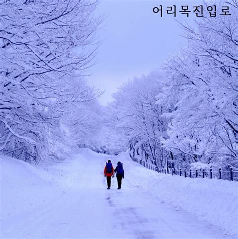 Pure white #Hallasan Mountain in winter | #Jeju island, Korea