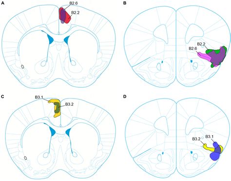 Anterior Cingulate Cortex