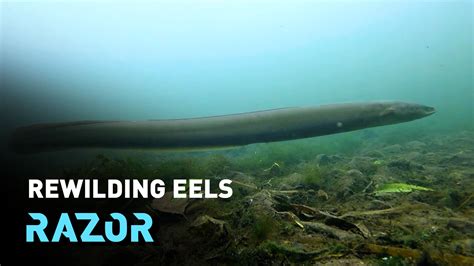 Saving Europe's endangered eels - CGTN