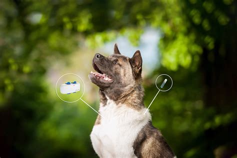 Faire pucer son chien vs utiliser un traceur GPS : quelle est la différence ? - Blog Tractive