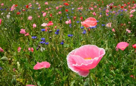 Blue Ridge Parkway (North Carolina) - Wildflowers Everywhere!