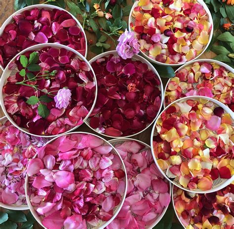 Confetti Rose Petals (2 X 12 g package) Mystery Thursday – Mariquita Farm