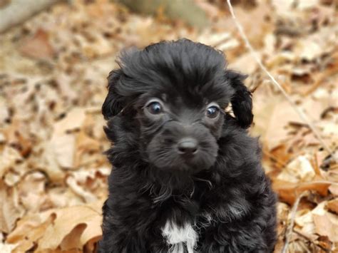 Shih-Poo Puppies For Sale | Sturgis, MI #322807 | Petzlover