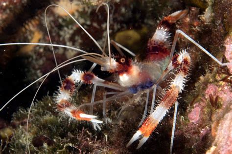 Banded Coral Shrimp Profile - Species Facts