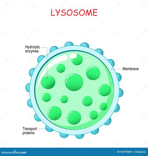 Lysosome Cartoons, Illustrations & Vector Stock Images - 697 Pictures to download from ...