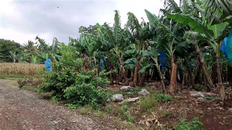 Banana plantations of bukidnon - YouTube