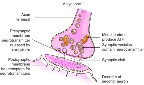 2 Synapse and neurotransmitters. | Download Scientific Diagram