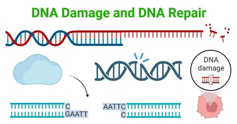 DNA Damage and DNA Repair: Types and Mechanism