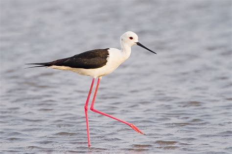 Black-winged Stilt photos and wallpapers. Collection of the Black-winged Stilt pictures