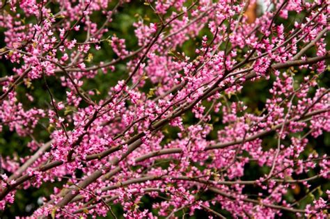 Flowering Trees For Spring | HGTV