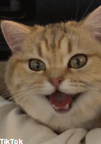 Excited Cat GIF by TikTok - Find & Share on GIPHY