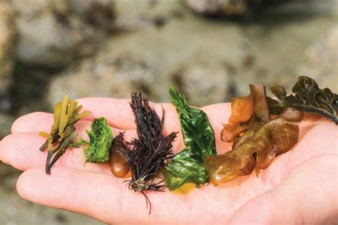 Seaweed Types | atelier-yuwa.ciao.jp