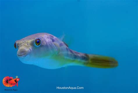 Small Fahaka Puffer size 2.5" – Houston Aqua