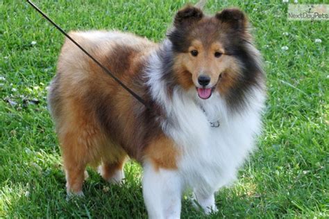 54 Top Pictures Sheltie Puppies For Sale - SHELTIE PUP-TRICOLOUR DOG *only one now available ...