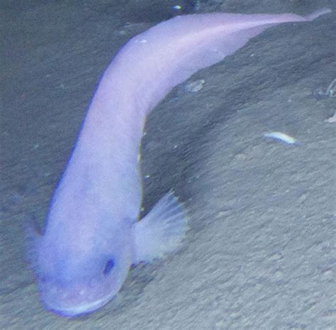 South Pacific Trench SHOCK discovery: Ghostly ‘SNAILFISH’ discovered 5 miles below surface ...