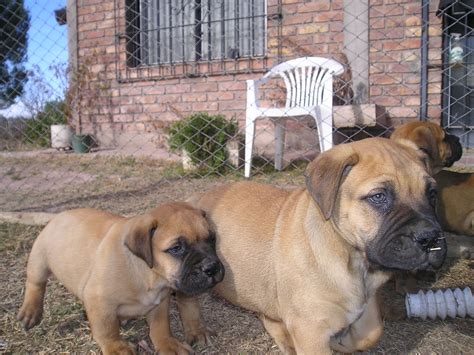 File:Bullmastiff puppies.jpg