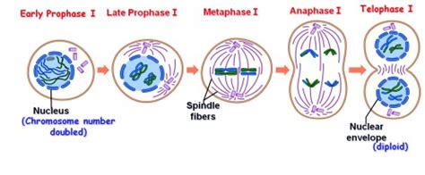 What happens to the number of DNA molecules and chromosomes during meiosis? ~ Biology Exams 4 U