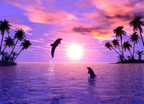 Baby Pink Dolphin Wallpapers - Top Free Baby Pink Dolphin Backgrounds - WallpaperAccess