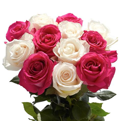 Globalrose 50 Stems of Roses 25 Hot Pink and 25 White-50-roses-25-hpink-25-white - The Home Depot