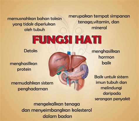 Fungsi Hati Rangkuman Singkat - Catatan IPA