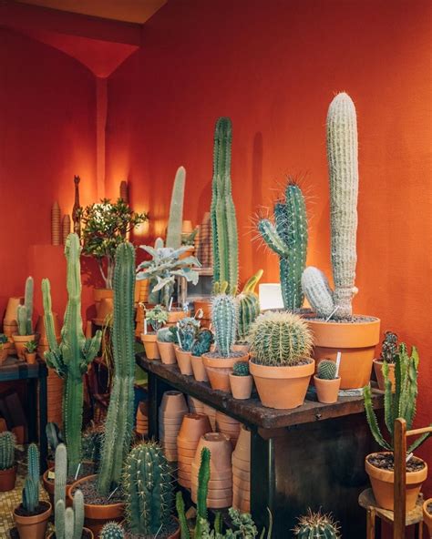 Les Succulents Cactus, Cactus Plants, Potted Plants, Indoor Plants, Green Cactus, Cactus Garden ...