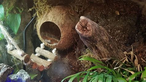 Crested Gecko Habitat Set-up Guide 101: How To Set up a Habitat For Your Crested Gecko 2024 ...