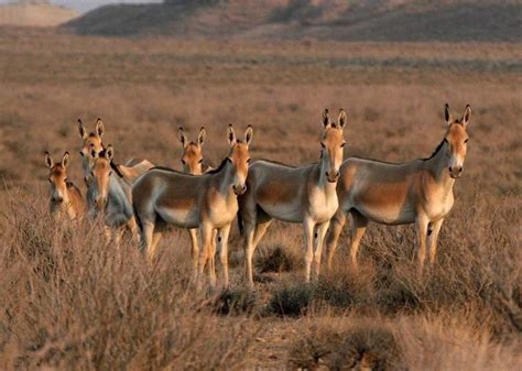 Onager The onager (Equus hemionus) is a large member of the genus Equus of the family Equidae ...