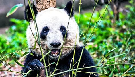 Giant pandas still face high risk of extinction - Futurity