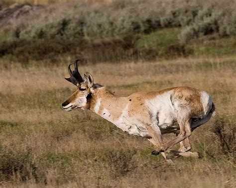 Pronghorn Antelope Facts | Anatomy, Diet, Habitat, Behavior - Animals Time