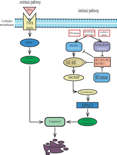 Frontiers | Targeting Bcl-2 Proteins in Acute Myeloid Leukemia | Oncology