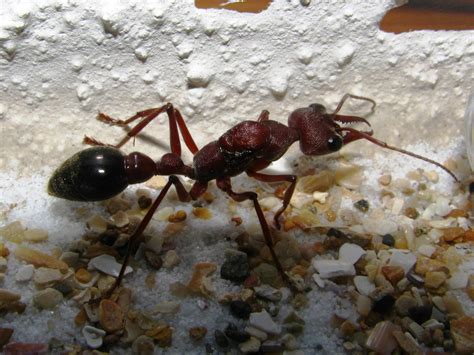 Ants Wallpapers - Pets Cute and Docile