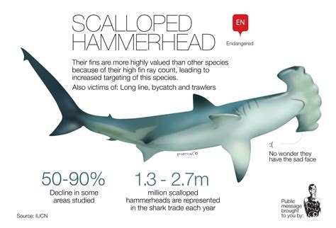 Scalloped Hammerhead [INFOGRAPHIC] – Infographic List