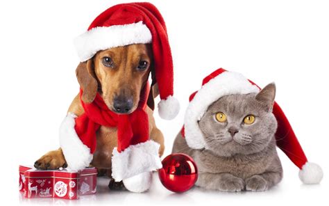 Keep your dogs and cats safe this Holiday Season!