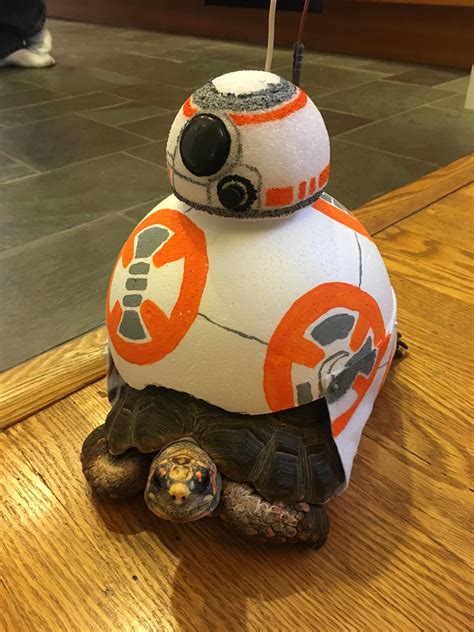 I made a BB8 costume for my tortoise. Happy Halloween! 🎃 : r/pics