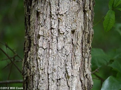 Swamp White Oak (Quercus bicolor)