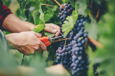 How to Grow Grapes in Your Garden - Plant Instructions