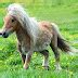 HD Animals Wallpapers: Wallpaper of Brown Pony horse