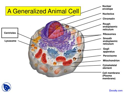 Animal Cell The Definitive Guide Biology Dictionary - Riset