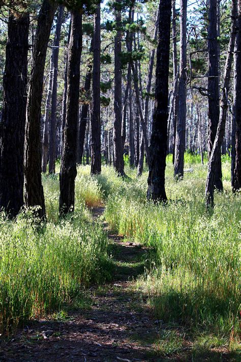 Del Monte Forest Pathway Photograph by Art Block Collections - Fine Art America