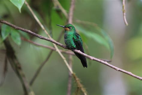 Cloud Forest Hummingbird | Smithsonian Photo Contest | Smithsonian Magazine