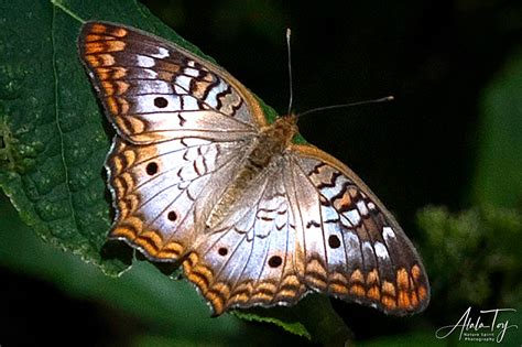 White Peacock Butterfly - Atala Toy Nature Beings Photography