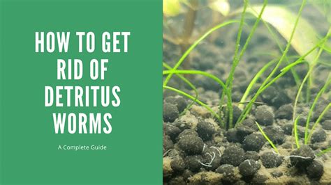 How To Get Rid Of Detritus Worms - AquariumStoreDepot