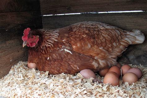 Chicken Laying Eggs In Her Coop | Heartland Family Farm (Blo… | Flickr