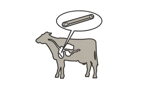 Cow Magnet ~ Original Alnico Magnet