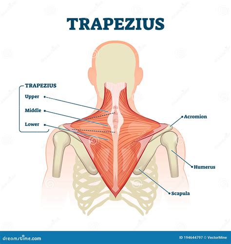 Músculo Trapézio Marcado Com Anatomia Médica Esquema De Ilustração Vetorial Ilustração do Vetor ...